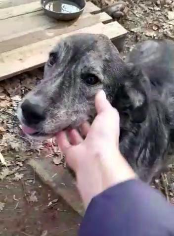 Laika, Meravigliosa Cagnolona Cerca Casa! 